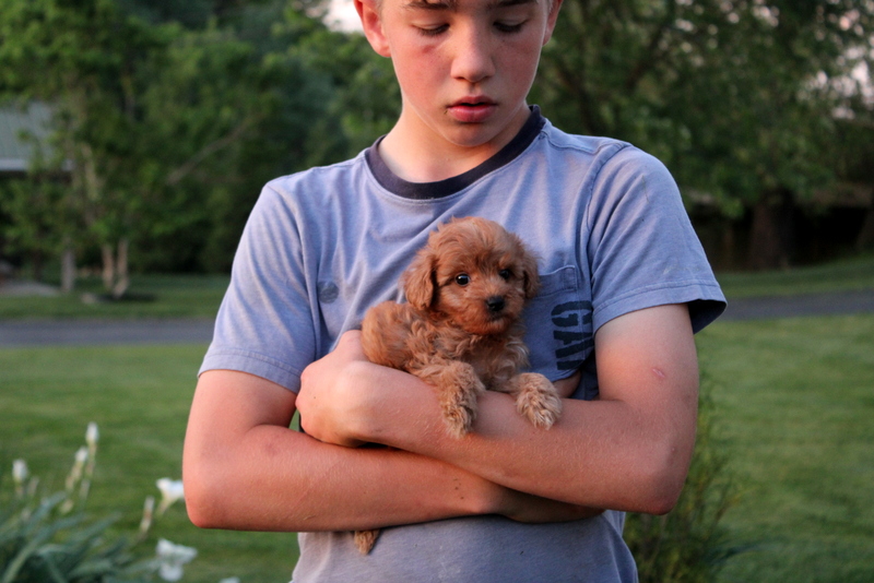 puppy, for, sale, Mini  Goldendoodle F1BB, Matthew B. Stoltzfus, dog, breeder, Gap, PA, dog-breeder, puppy-for-sale, forsale, nearby, find, puppyfind, locator, puppylocator, aca